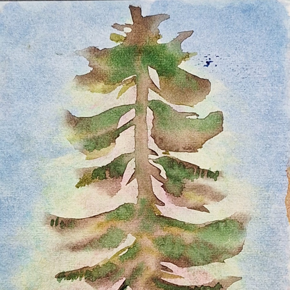 Pine tree, 2023, 15 x 14cm, watercolour